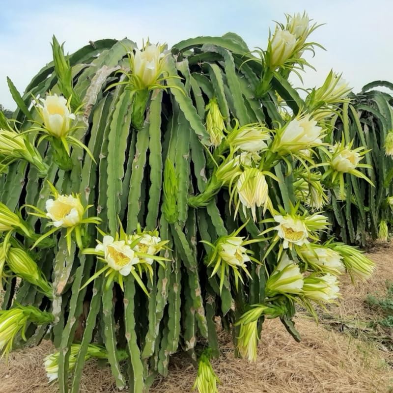 Set of 3 Random Dragon Fruit Plants Live, 4-7 Inches Tall, Tropical Dragonfruit Cactus Tree for Outdoor Spring Growing
