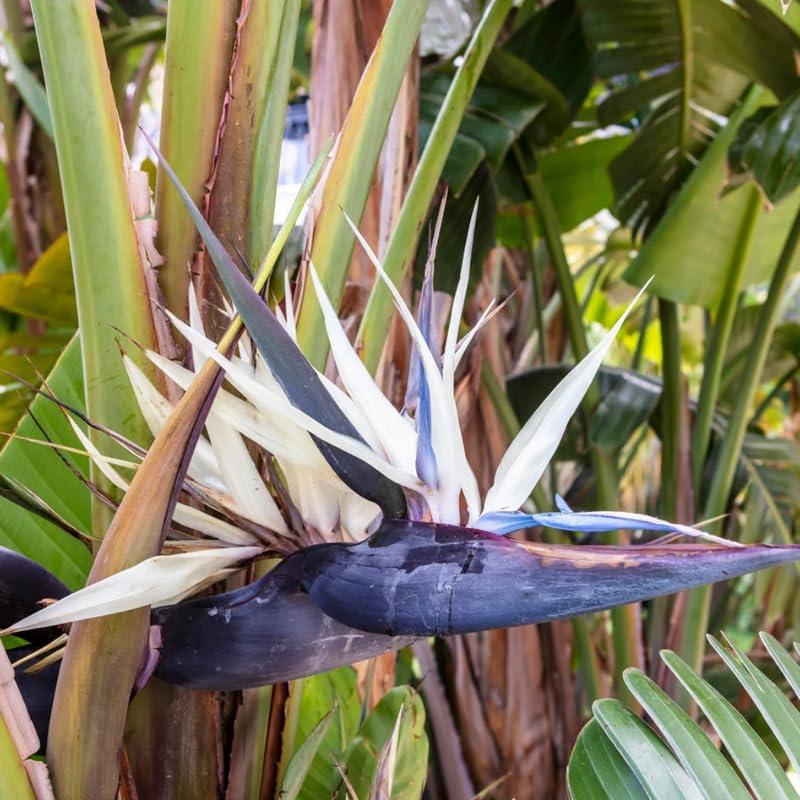 4 White Bird of Paradise Plants Live, Strelitzia Reginae, 4-7 Inch Tall, Tropical Flowering Plants for Indoor or Outdoor Growing