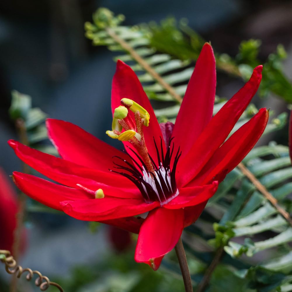 Set 2 of Passion Flower Vine Live Plant, 5 to 8 Inc Tall, Red Passion Flower Plants Live Growing Outdoor Indoor