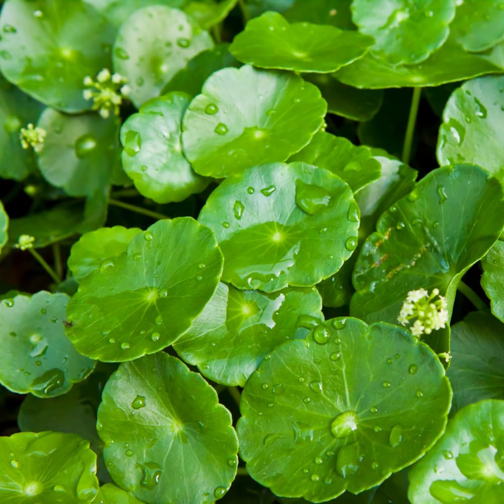 Pennywort Live Aquatic Plant, Floating Water Garden Greenery