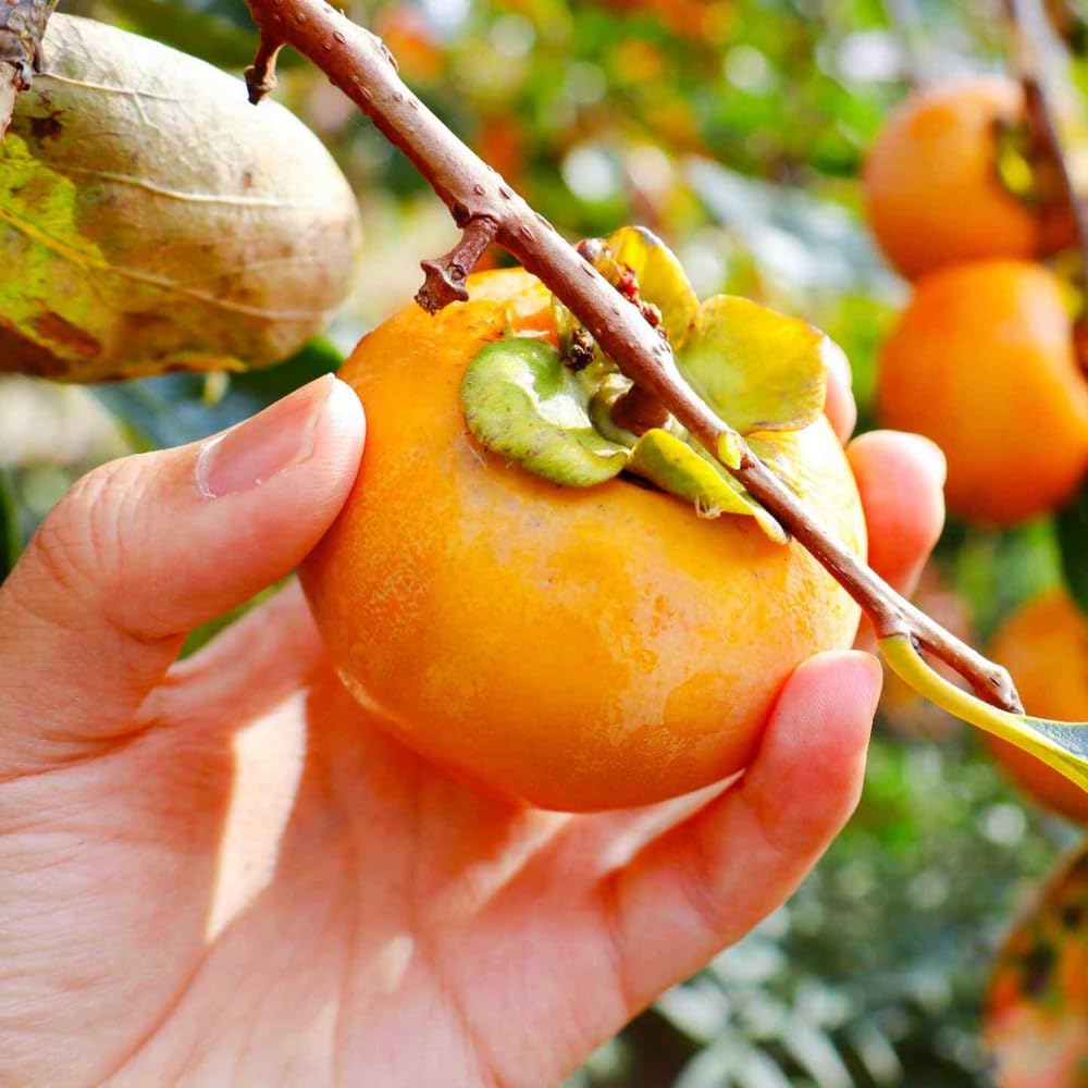 Persimmon Tree Live, 1 Feet Tall, Hardy Fruit Tree for Outdoor Planting, Sweet Orange Persimmons for Home Orchard and Garden