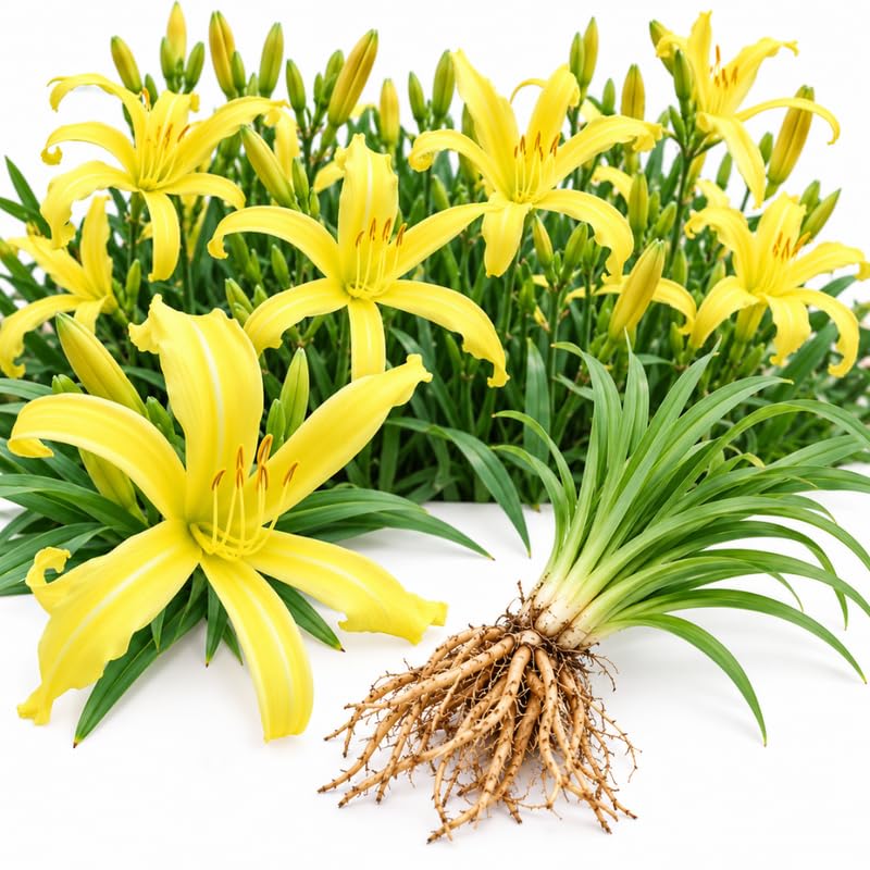 1 Daylily Plant Live Bare Root, Yellow Lily Flowers