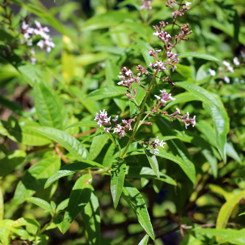3 Lemon Verbena Herb Plants, 3-5 Inch Starter Plugs, Perennial Herbs for Indoor or Outdoor Garden