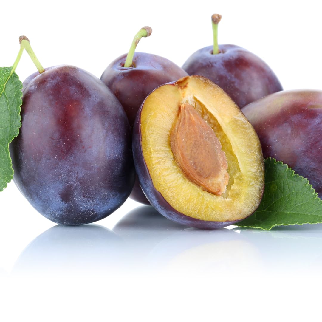 Live Red Purple Plum Tree, Sweet Fruit Tree, Grafted Plum, 3 Feet Tall in 3 Gallon Pot, Ready for Growing, No Ship to CA