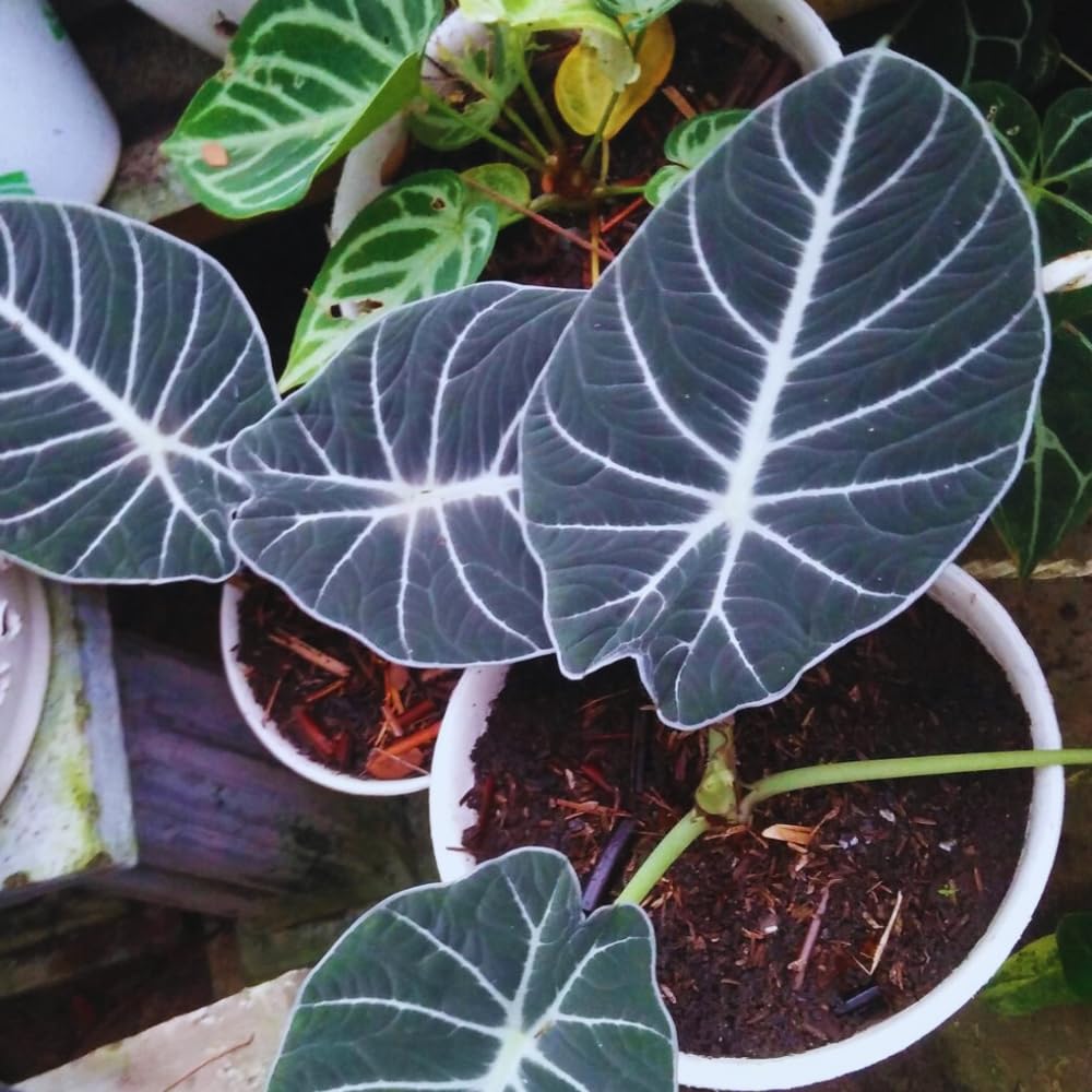 Black Velvet Alocasia Live Plant, 4 to 7 Inc Tall, Alocasia House Plant for Growing Indoor Outdoor