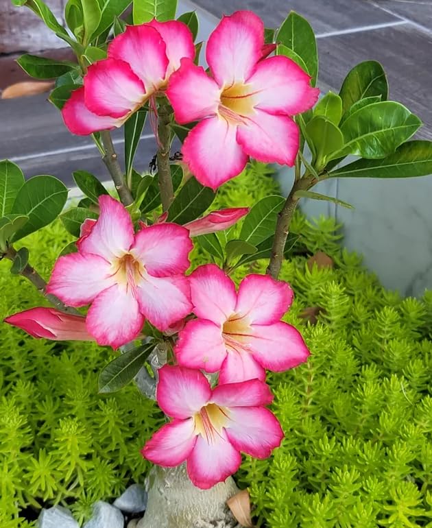 Pack 2 Desert Rose Plants Live, Adenium Desert Rose, Indoor Outdoor Planting from 4 Inches (2 Pink)