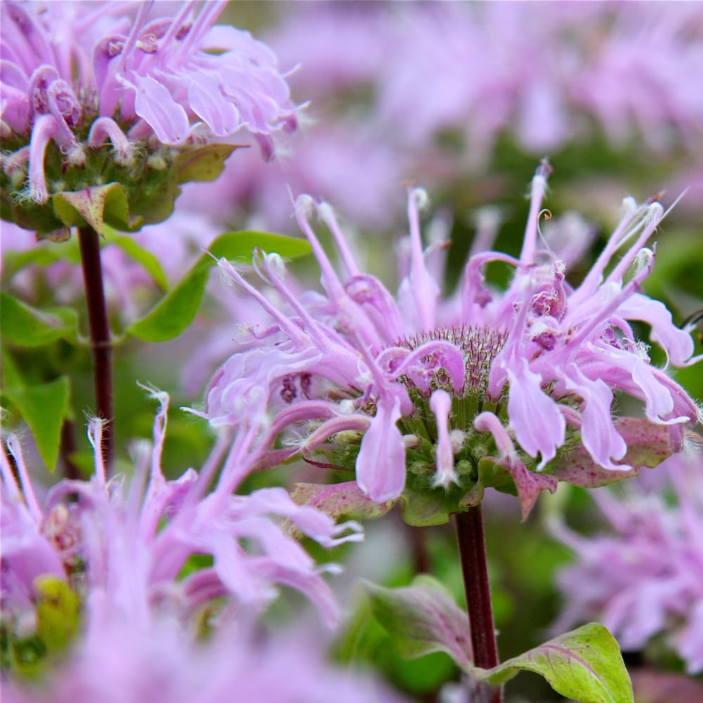 2 Pink Bee Balm Plants Live, Bee Balm Perennial Flowers Well Rooted Plug 3-5" Tall Indoor Outdoor