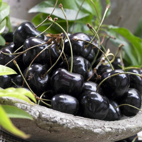 2 Black Cherry Trees Live Plants, 1-1.5 Feet Tall, Bare Root Dormant Sweet Cherry Fruit Trees for Outdoor Planting, Cold Hardy