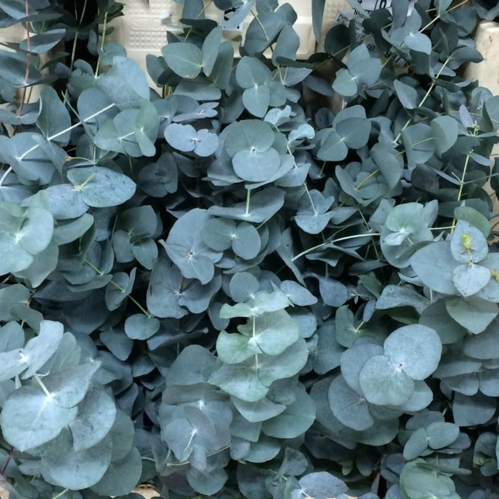 2 Baby Blue Eucalyptus Live Plants, Fragrant Eucalyptus Tree, Outdoor Garden Growing 3-6 Inches