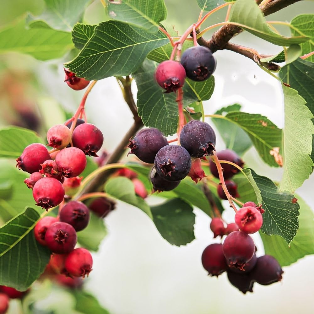 Serviceberry Plant, 4-8" Tall Serviceberry Tree Plant for Outdoor Garden