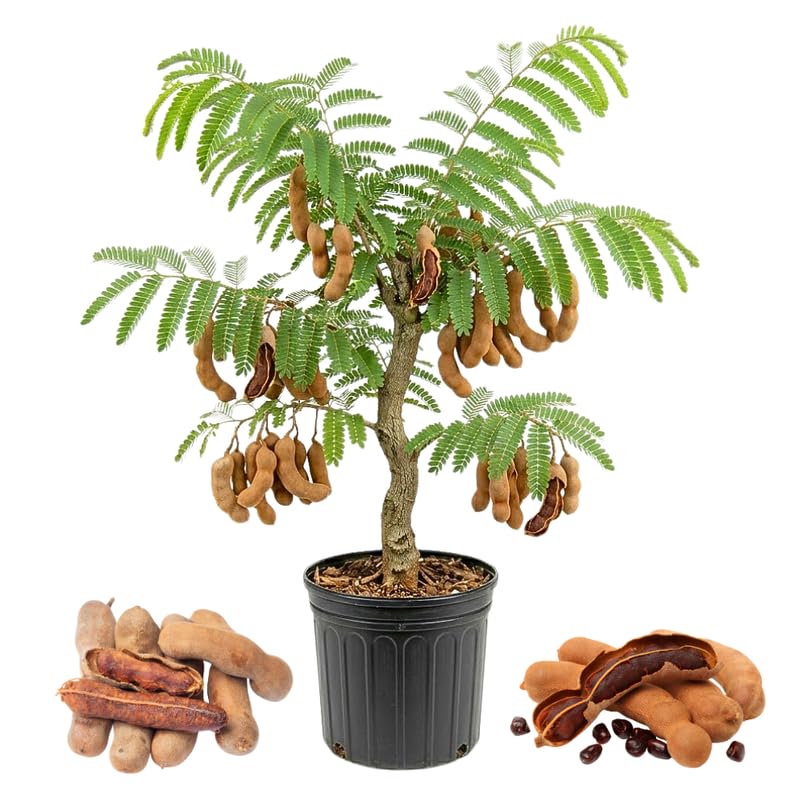 Tamarind Tree, Tropical Tamarind Fruit Tree, 2-3 Feet Tall, Fully Rooted in 3 Gallon Pot for Planting, No Ship to CA
