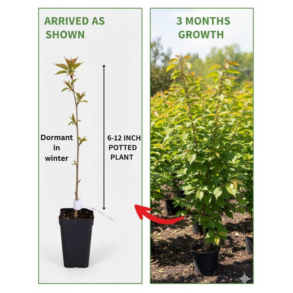 Cherry Blossom Tree Live Plant, 8-12" Tall, Ornamental Flowers for Outdoor Planting, in Pot (Autumn Cherry)