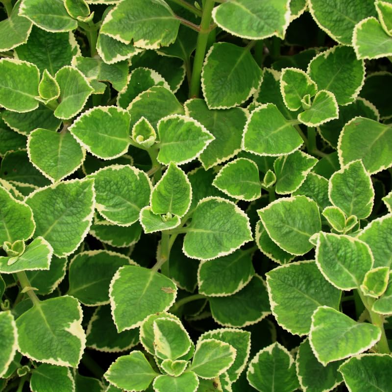 Set 2 Variegated Cuban Oregano Live Plants 4–7″, Fragrant Culinary Herb, Easy Care Garden or Container