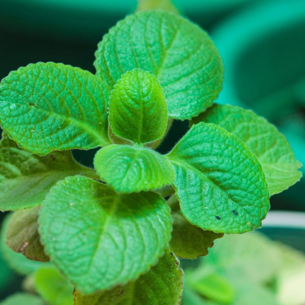 Set 2 Cuban Oregano Live Plants, Well Rooted Oregano Herb Plants 4-8 Inches, Indoor Outdoor Growing