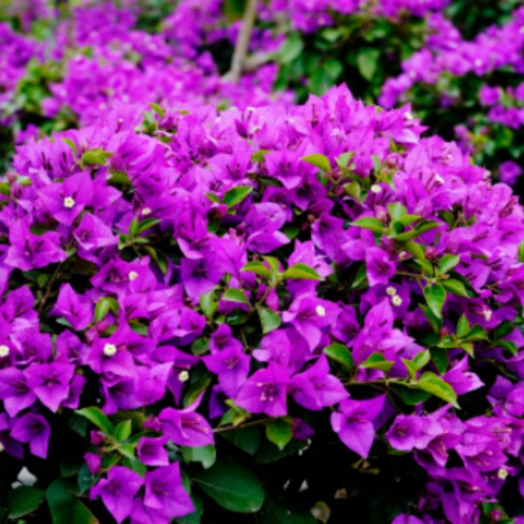 2 Purple Bougainvillea Plants Live, Bougainvillea Flower Plant, 3 to 5 Inc Tall, Live Bougainvillea Vine Plant