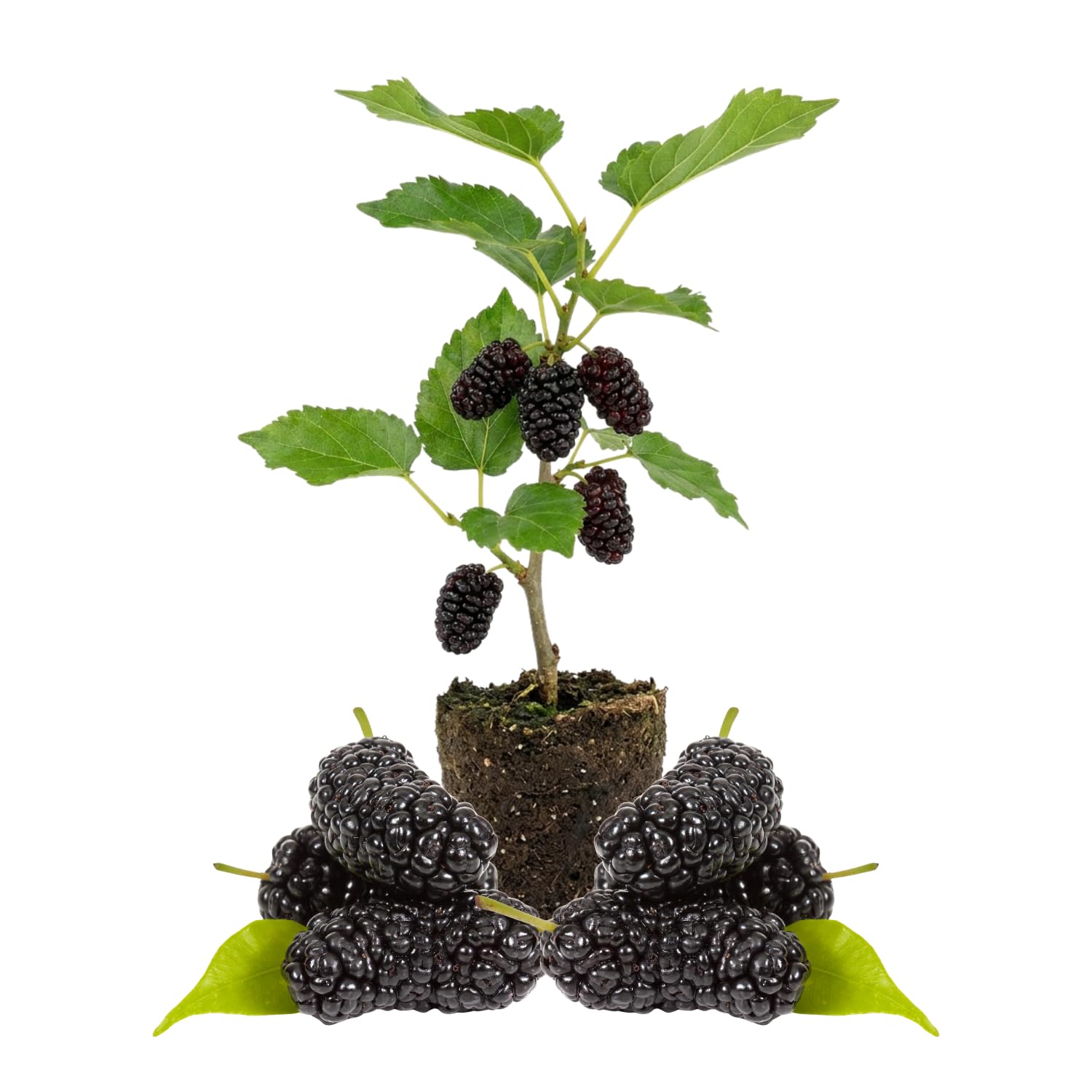 Dwarf Mulberry Tree Live Plant, Hardy Mulberry Fruit Tree for Planting Indoor Outdoor, Sweet Mulberries Tree Well Rooted 4-8'' Tall