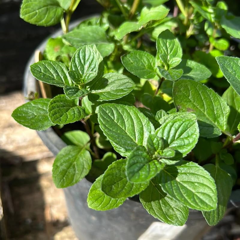 Pack 6 Mojito Mint Plants Live, Culinary Herb Plants, 4-6 Inch Tall, No Pot, Mint Live Well-Rooted
