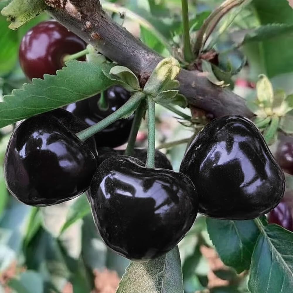 Black Cherry Tree Live Plant, 1 Year Old Trees 1-2 Feet Tall, Dormant, Bare Root Sweet Cherry Plant Live, Hardy Fruit Trees for Outdoor Planting
