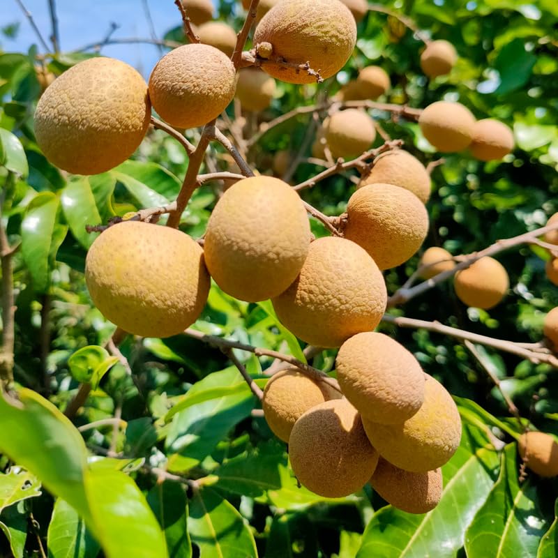 Longan Live Plant, Longan Fruit Plant in 3 Gallon Pot, Sweet Tropical Fruit Tree, 2 to 3 Feet in Heigh, No Ship to CA