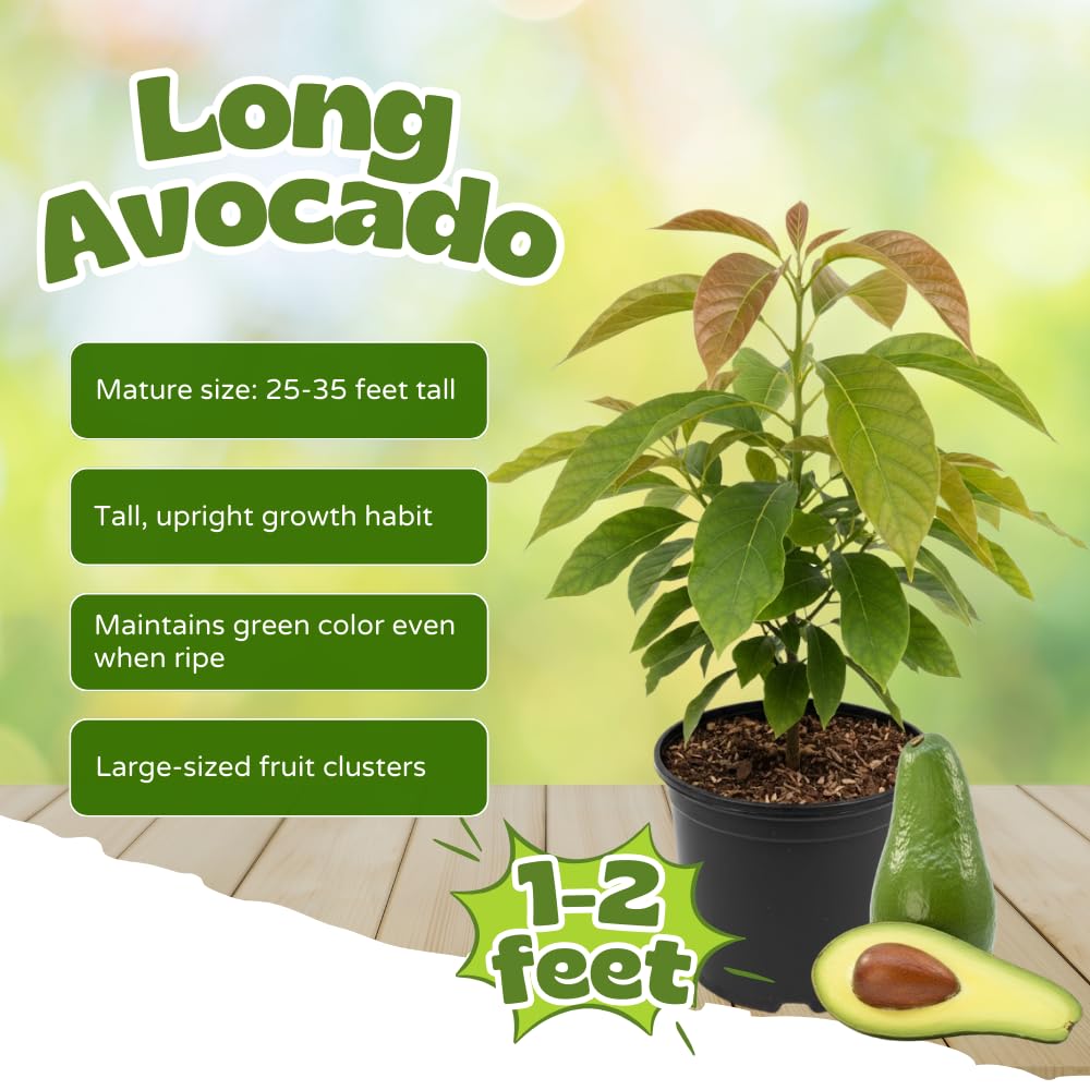 Avocado Tree Live Plant, Long Avocado Plants Live in 3 Gallon Pot, Creamy Avocado Trees Live Plants Bearing Fruit Tree for Edible Gardening