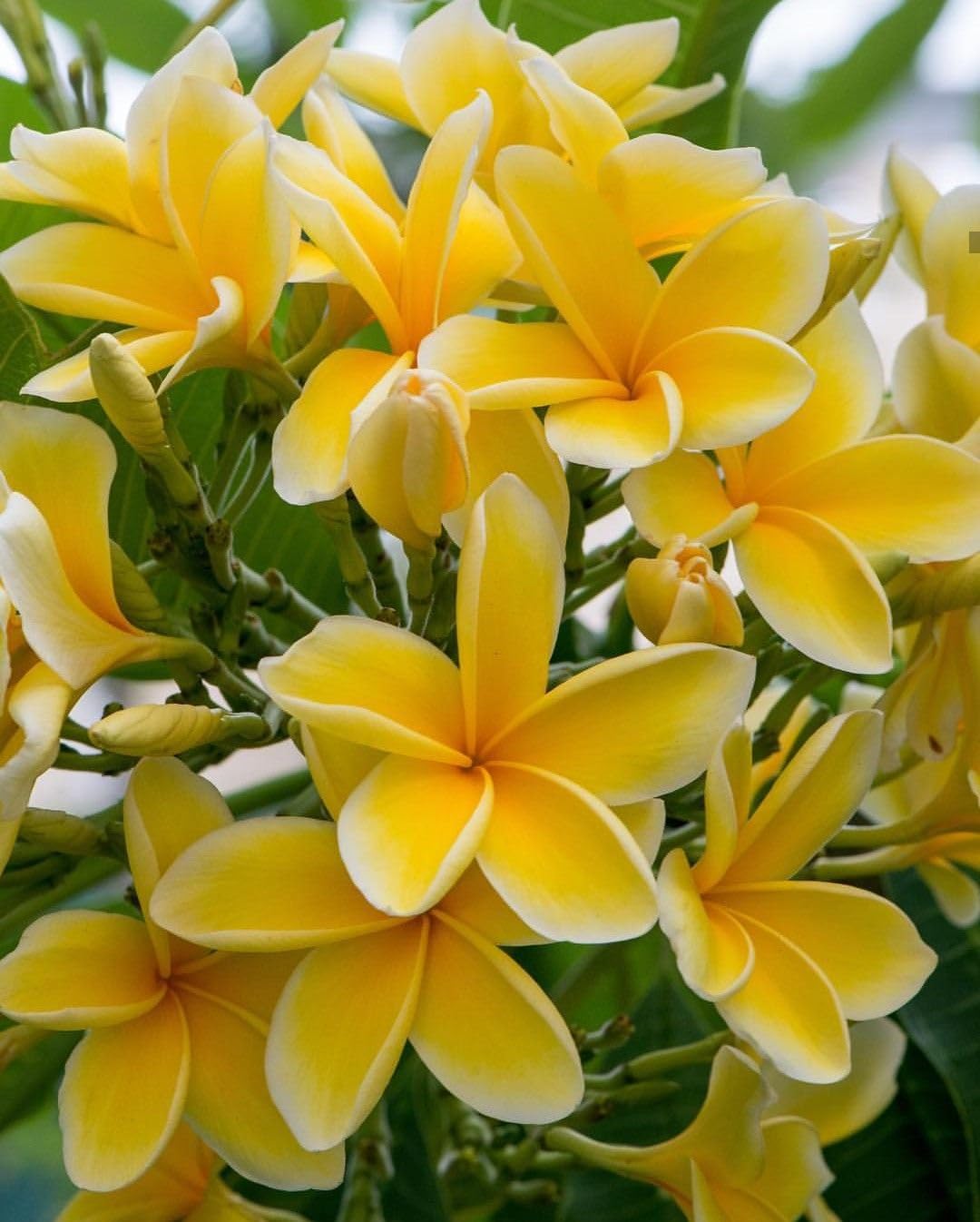 2 Plumeria Cuttings, Plumeria Frangipani Cutting for Planting Outdoor, Hardy, Fragrant Flowering Plants (Yellow Flowers)
