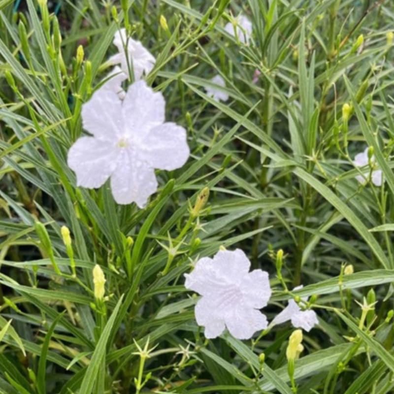 6 White Mexican Petunia Plants Live, 4-7 Inches Tall, Hardy Perennial Flowers