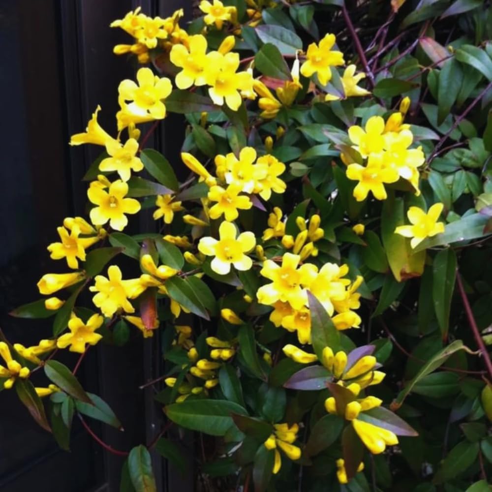 Jasmine Plants Live, Set 3 of Yellow Jasmine Live Plants, 5 Inches to 7 Inches Long, Plant for Indoors Or Outdoor Gardening