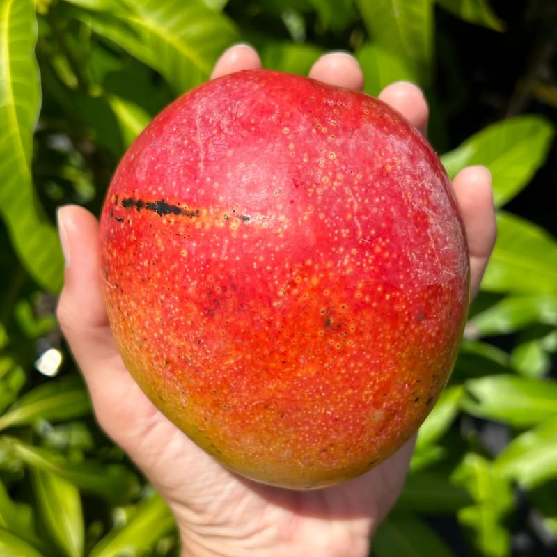 Dwarf Mango Tree Live Plant, Fully Rooted in 3 Gallon Pot, Tropical Mango Fruit Tree for Indoor or Outdoor Growing