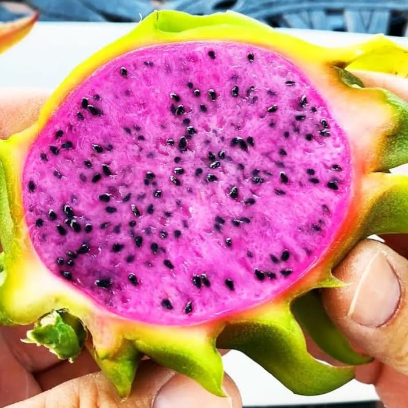 Set of 2 Mixed Dragon Fruit Plants Live, 4-8 Inches Tall, Tropical Cactus Live Plant, Dragonfruit Seedlings