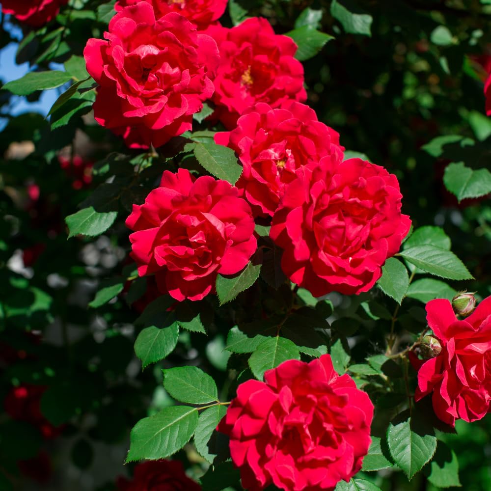 Red Rosa Live Plant, Rose Plant Live, Red Blooms Flower, 2 to 3 Feet in Height for Indoor Outdoor Planting
