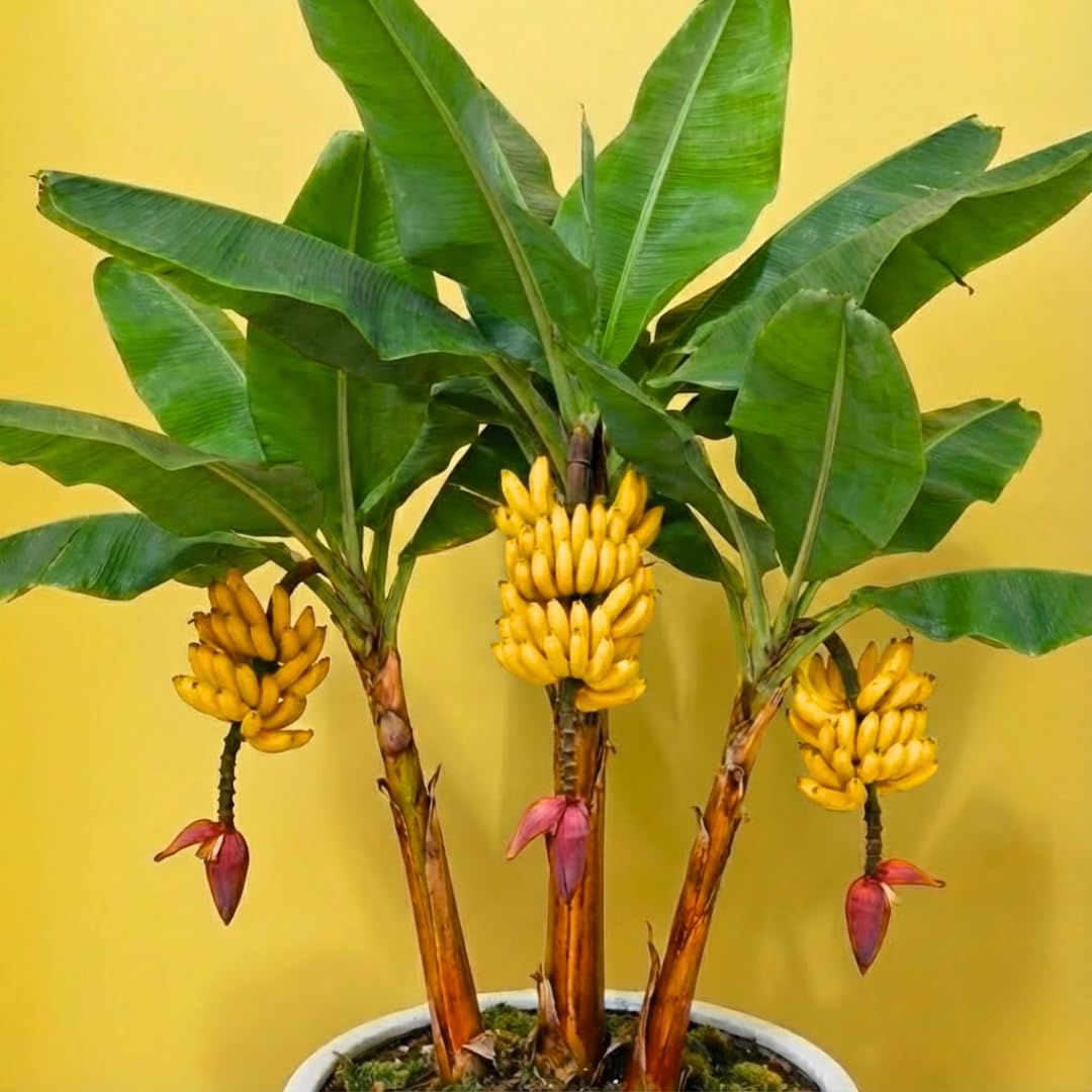 Rare Banana Plant Live for Planting, Banana Trees Live Plants for Outdoor Indoor Planting, Cold Hardy, 4-7" in Tall, No Pot, Musa Plant