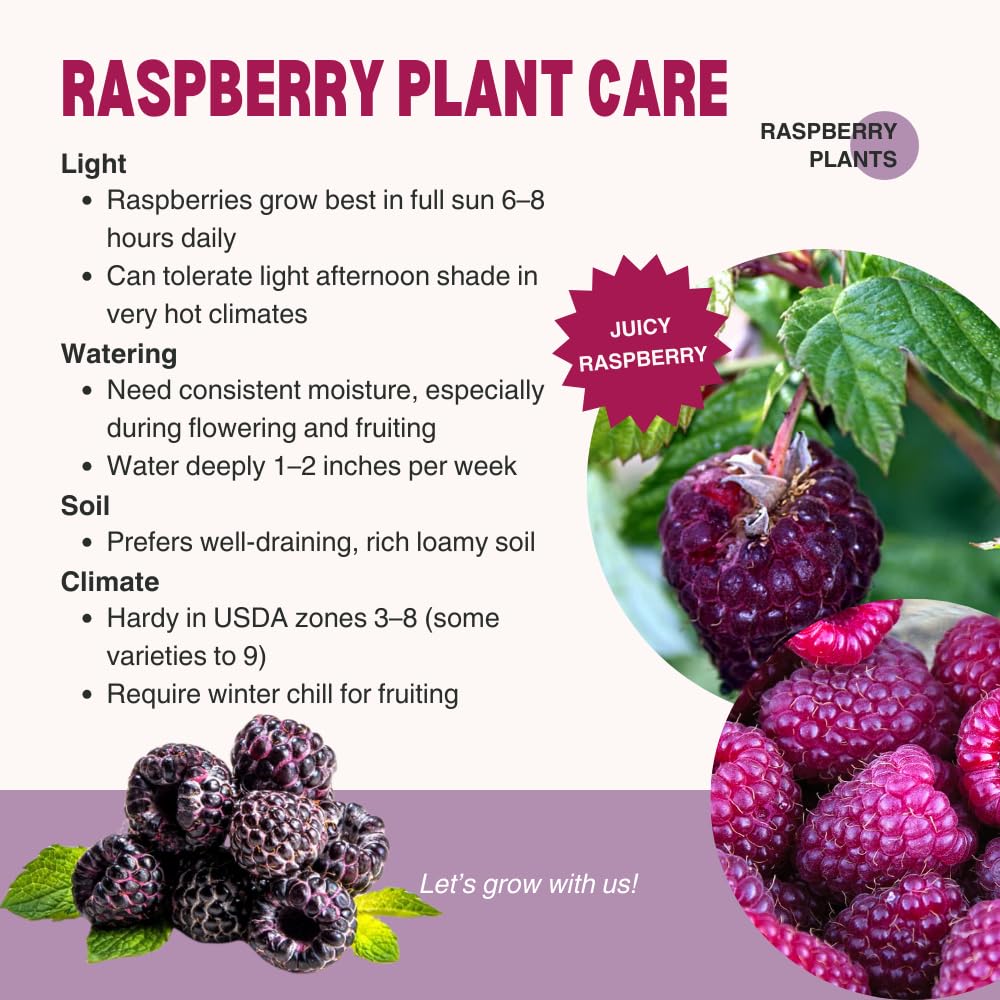 2 Glencoe Thornless Raspberry Plants Live, Sweet Raspberry Bush Shrub to Grow, Well-Rooted 4-8" in Tall, Cold Hardy