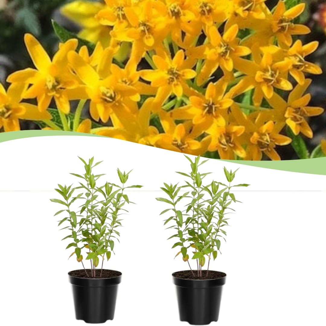 Set of 2 Live Milkweed Plants, Perennial Butterfly Milkweed Plants, Asclepias Tuberosa Plant, 5-8 Inch Tall for Indoor or Outdoor Planting, No Pot (Yellow Milkweed)