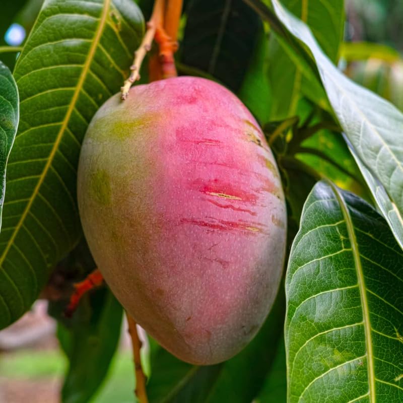 Summer Mango Tree Live Plant for Planting, Grafted Mango Plant in 3 Gallon Pot, Fast Growing Tropical Fruit Tree Seedlings