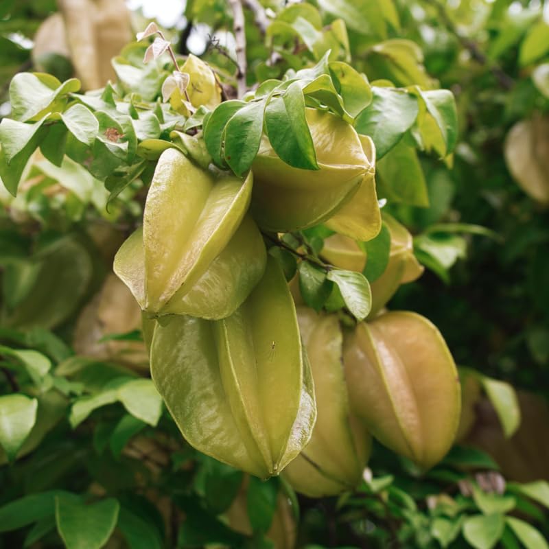 Starfruit Tree Live Plant, Starfruit Fruit Plant Live for Planting, 2-3 Feet Tall in 3 Gallon Pot, No Ship to CA
