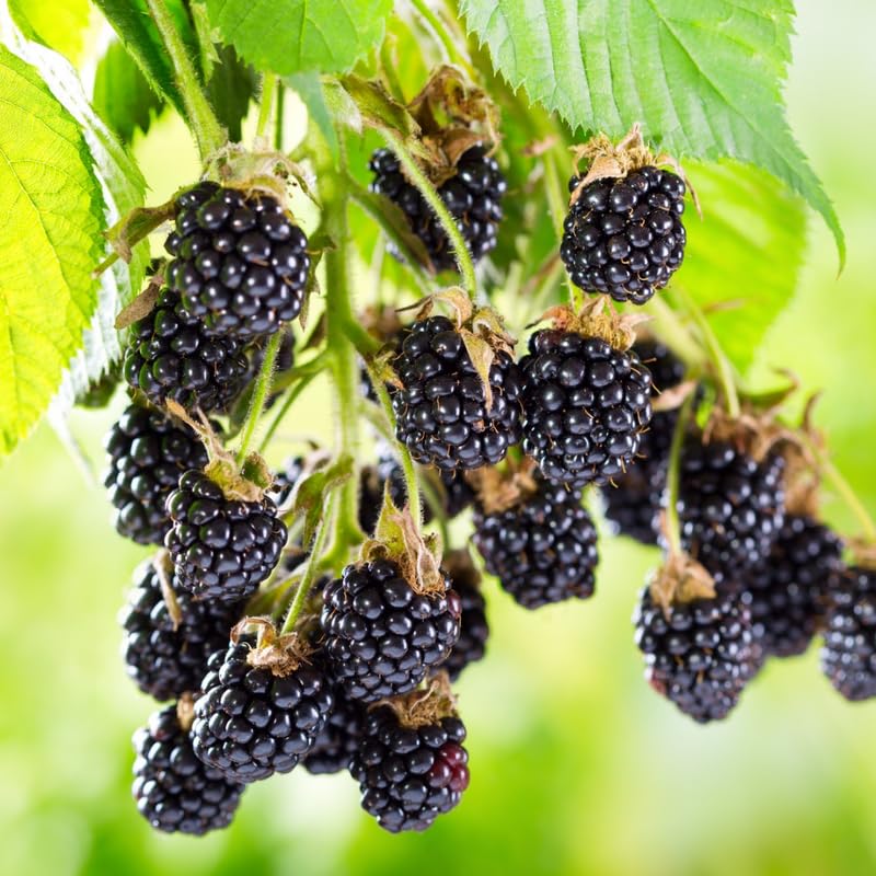 2 Navaho Thornless BlackBerry Plants Live for Planting, High Yielding, Sweet Juicy Berries for Your Garden, 4-6" in Tall, Cold Hardy, Dormant in Winter, No Pot