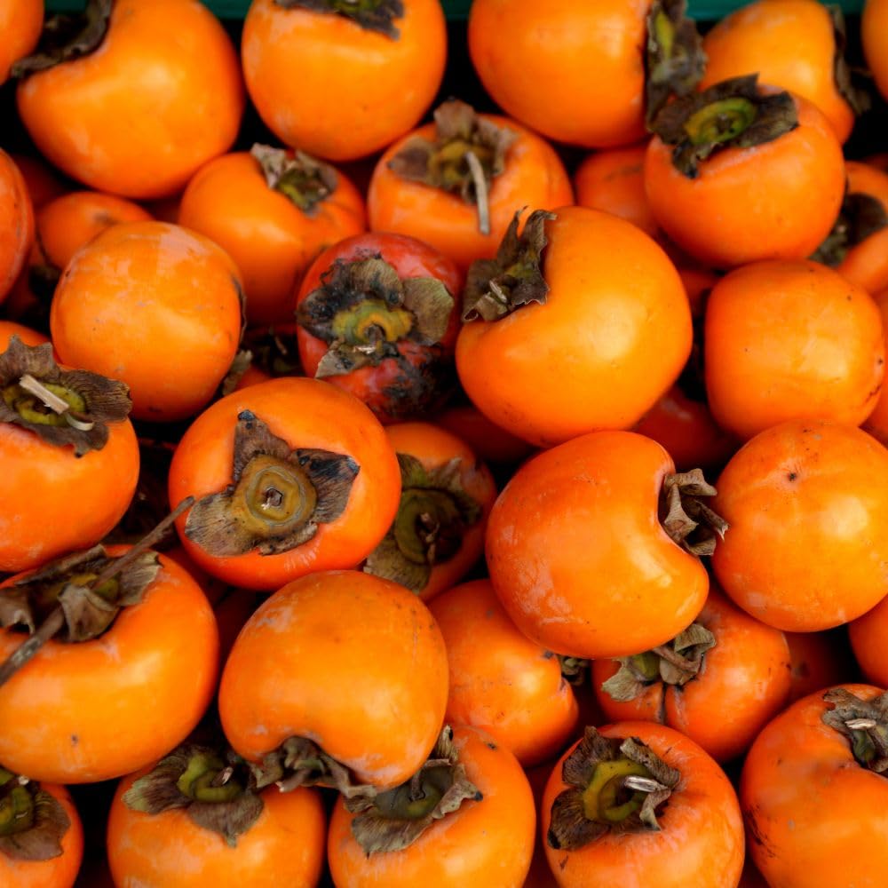 Live American Persimmon Plant Tree for Planting Outdoor, 6-10 Inches Tall, Quart Pot, Hardy Fruit Tree for Garden and Patio Growing, Potted Plants
