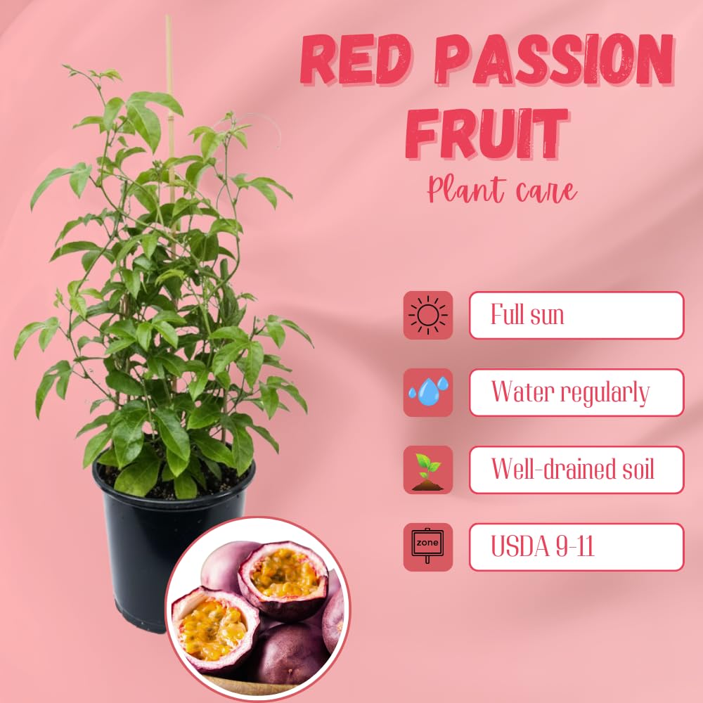 Red Passion Fruit Plant Live, Passion Fruit Tree Live Plant, Passionfruit Vine, 1 Gallon Pot for Planting