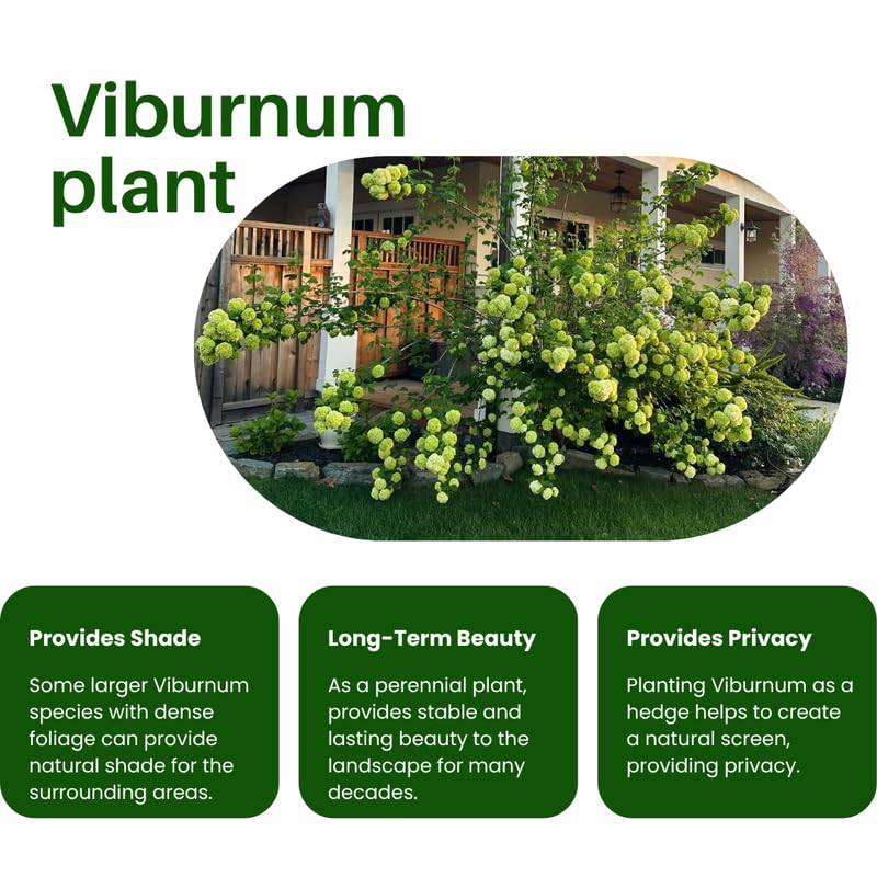 Fragrant Viburnum Tree Live Plant Shrub in Pot, Fragrant Flower, Dormant in Winter, 6-12" in Tall, Bare Root to CA, Bush Shrub Spring Blooms