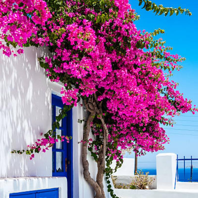 3 Bougainvillea Plants Live, 4-8” Tall Well-Rooted Bougainvillea Vine Flower Plants, Tropical Climbing Plants, No Pot