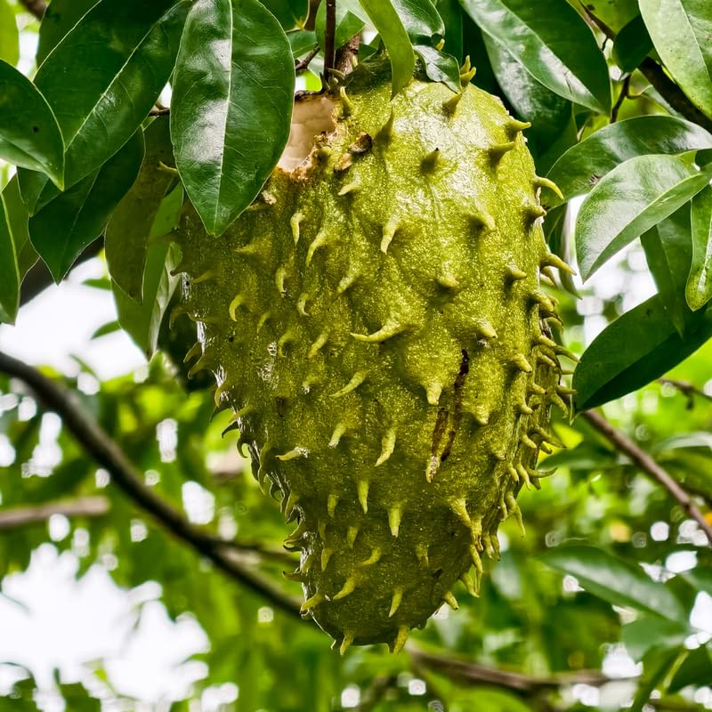 Guanabana Giant Soursop Tree Live Plant, Sweet Soursop Fruit Tree in 1 Gallon Pot for Planting Outdoors, No Ship to CA