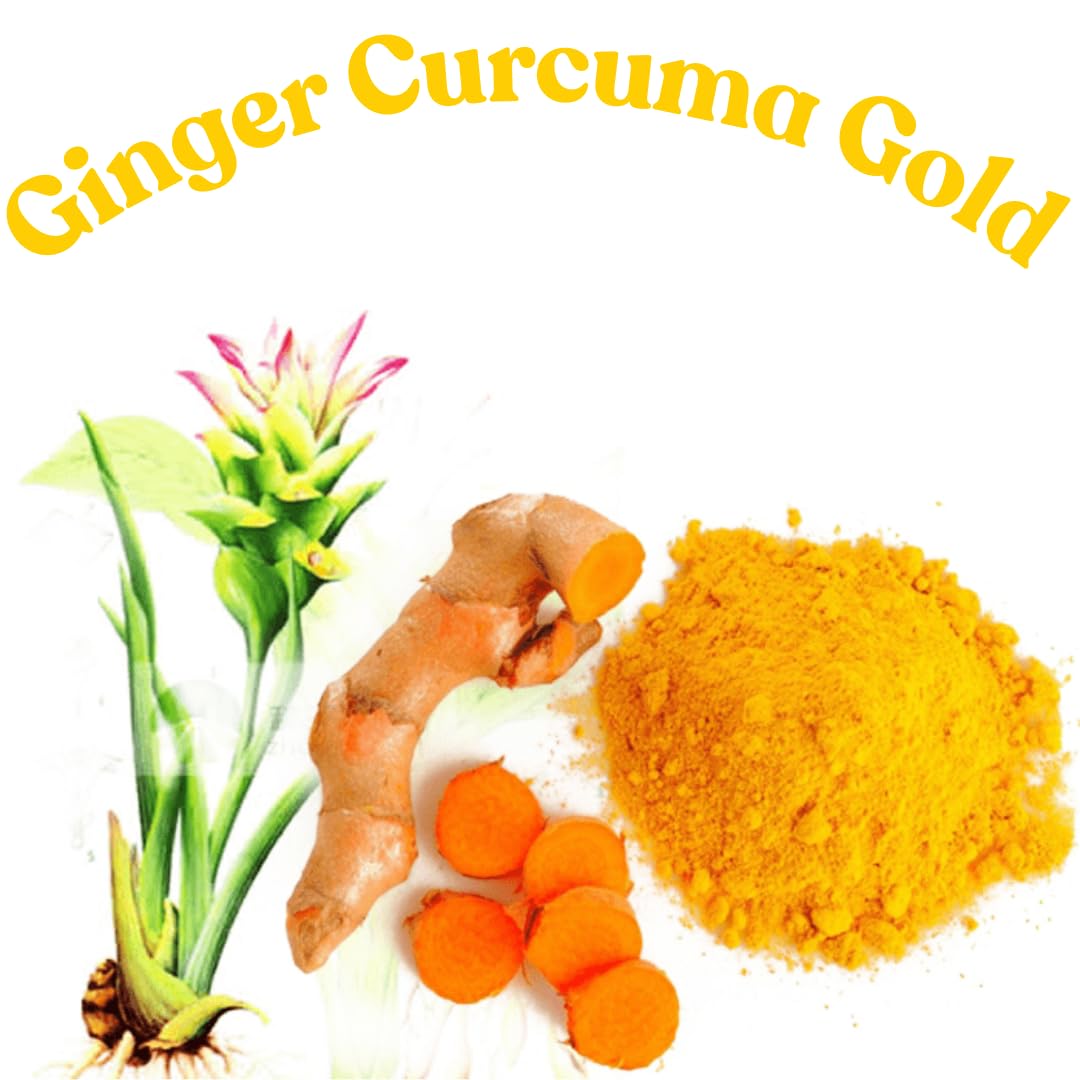 Ginger Curcuma Live Plant for Outdoor Planting, Very Hardy, Herbs Plants Perennial for Zones 8 to 11, Size 5-9" in Tall, No Pot, Bright Yellow Color