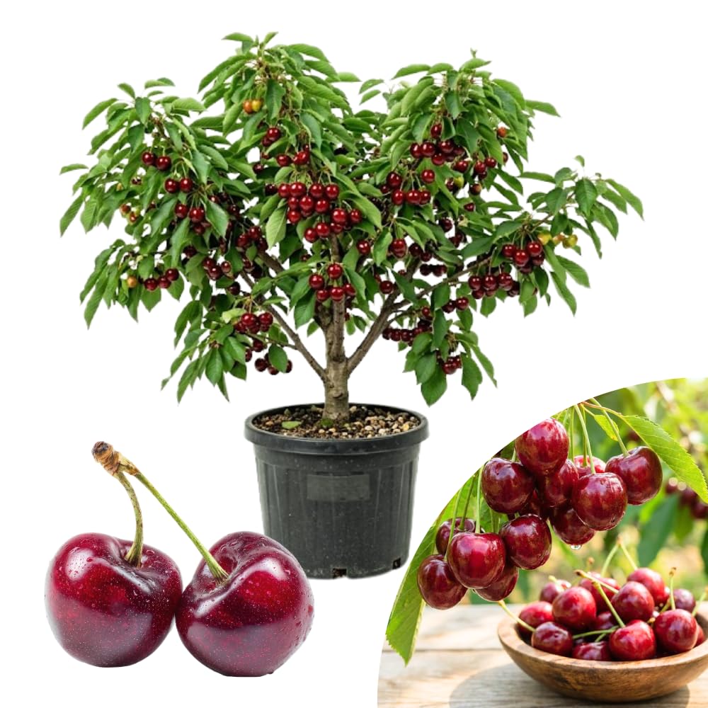 Cherry Trees Live Plants, Cold Hardy and Sweet Cherry Tree in 3 Gallon Pot, 2 to 3 Feet Tall, Cherries Fruit Plant for Outdoor Garden, No Ship to CA (Deep Red)