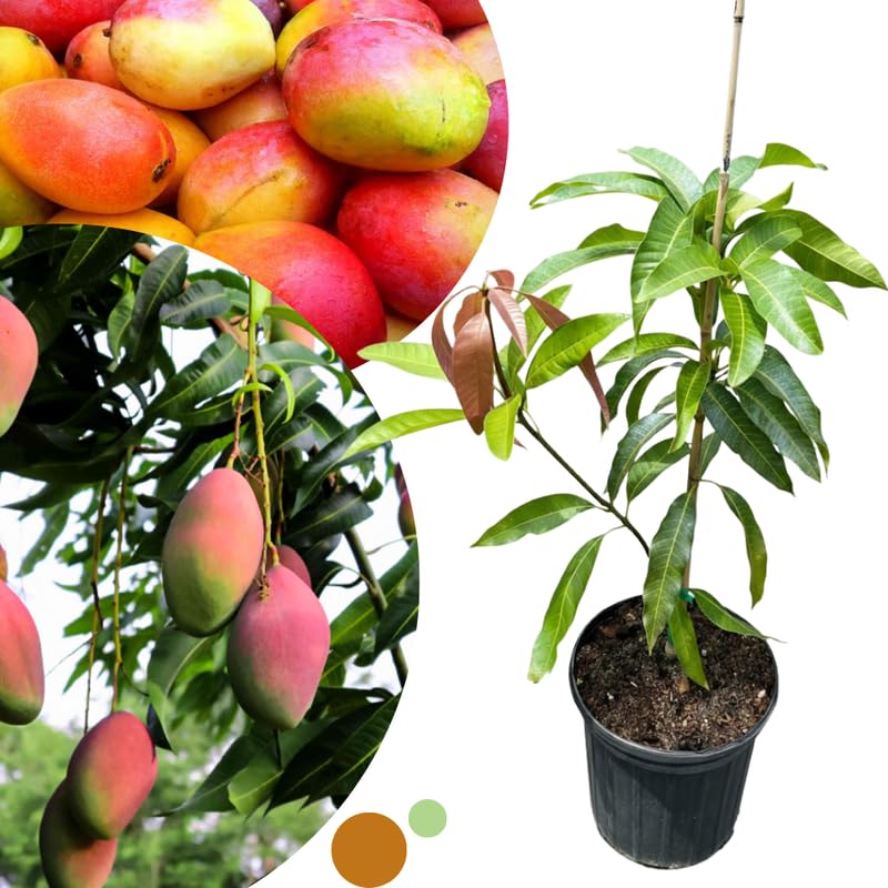 Summer Mango Tree Live Plant for Planting, Grafted Mango Plant in 3 Gallon Pot, Fast Growing Tropical Fruit Tree Seedlings