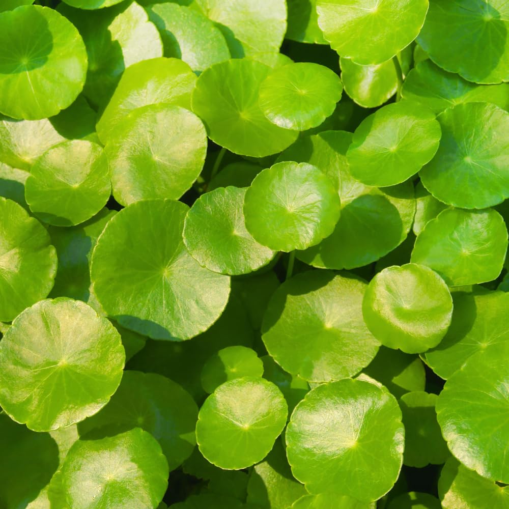 Pennywort Plant, Aquatic Plants, Aquascaping Green Foliage Selection