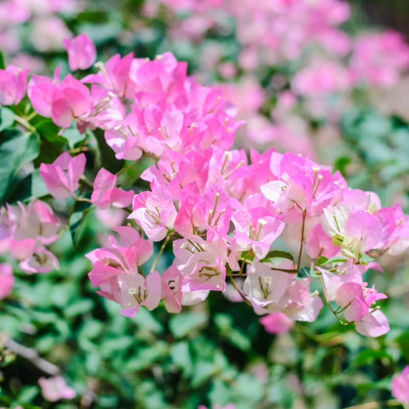 Set 2 White Pink Bougainvillea Plants, 5-8" Tropical Bougainvillea Plant Starter, Colorful Perennial Blooms, Live Well Rooted Plant