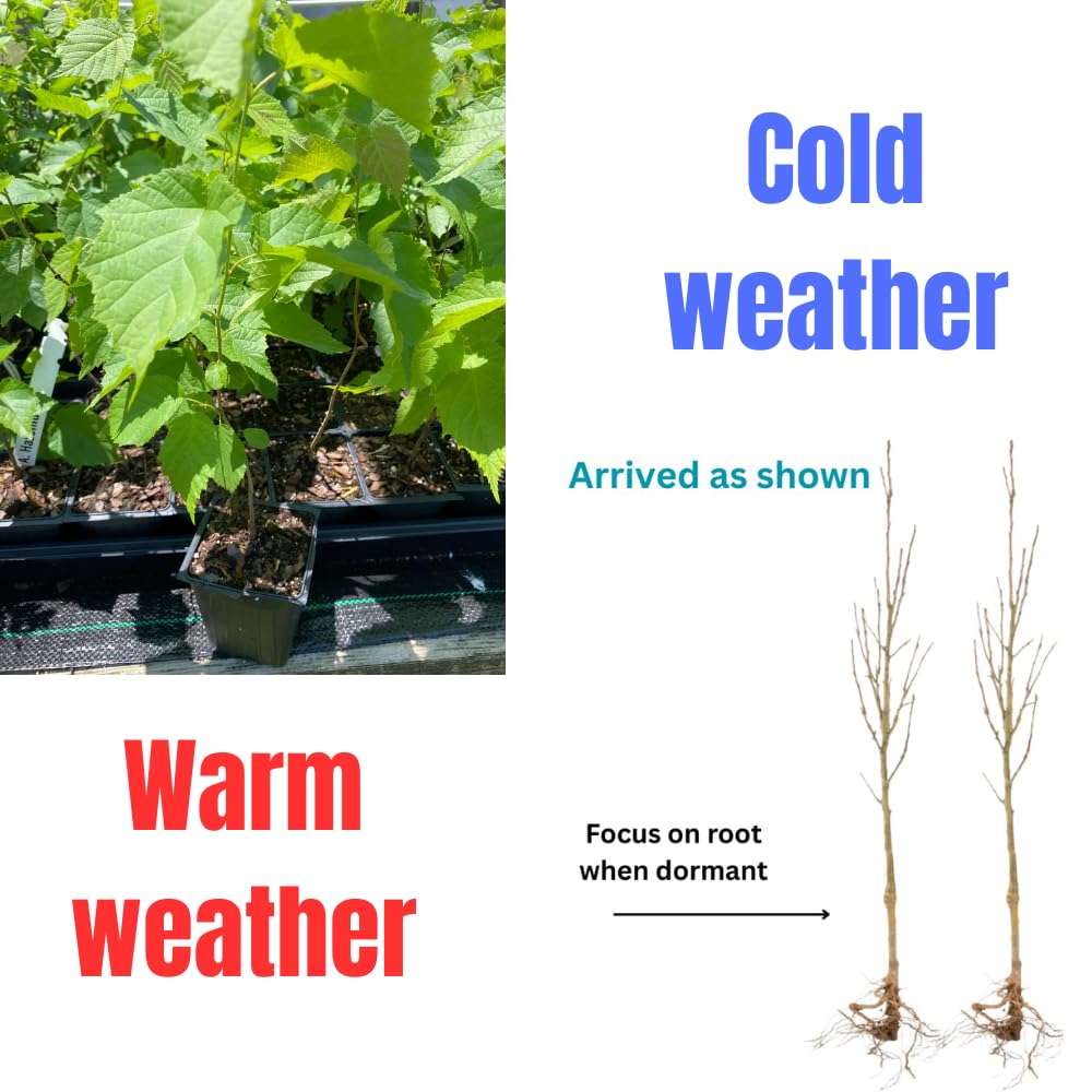 Dormant Pecan Tree Plant Live Bare Roots, 1 to 2 Feet Tall, Hardy Pecan Nut Seedlings 1-2 Year Old