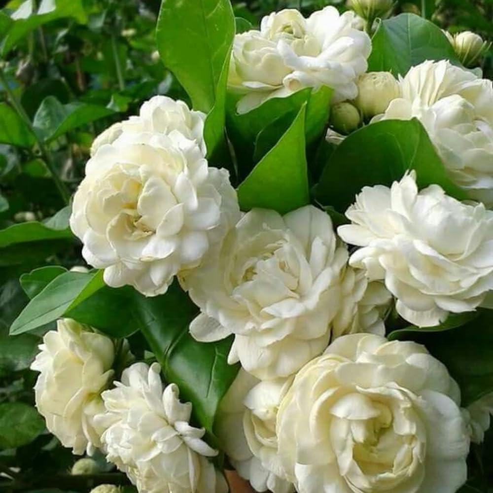 Grand Duke Jasmine Plant Live, 3 Gallon Pot, Fragrant White Jasmine Plants, 1-2 Ft Tall Perennial Flowers Bush Plant, No Ship to CA