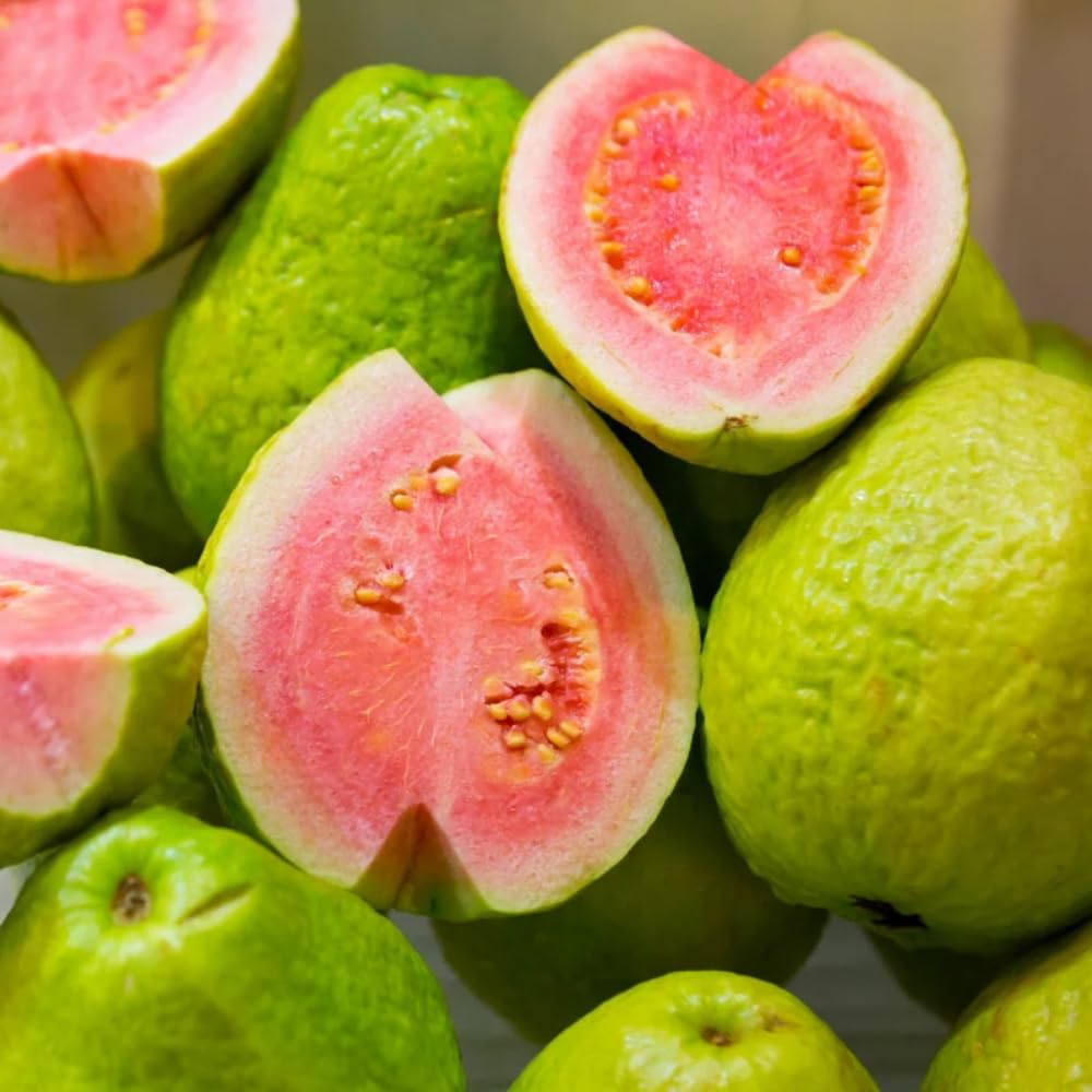 Pink Guava Tree Live Plant, Tropical Guava Fruit Tree for Planting, Sweet Fruit, 2-3' Tall in 3 Gallon Pot, No Ship to CA