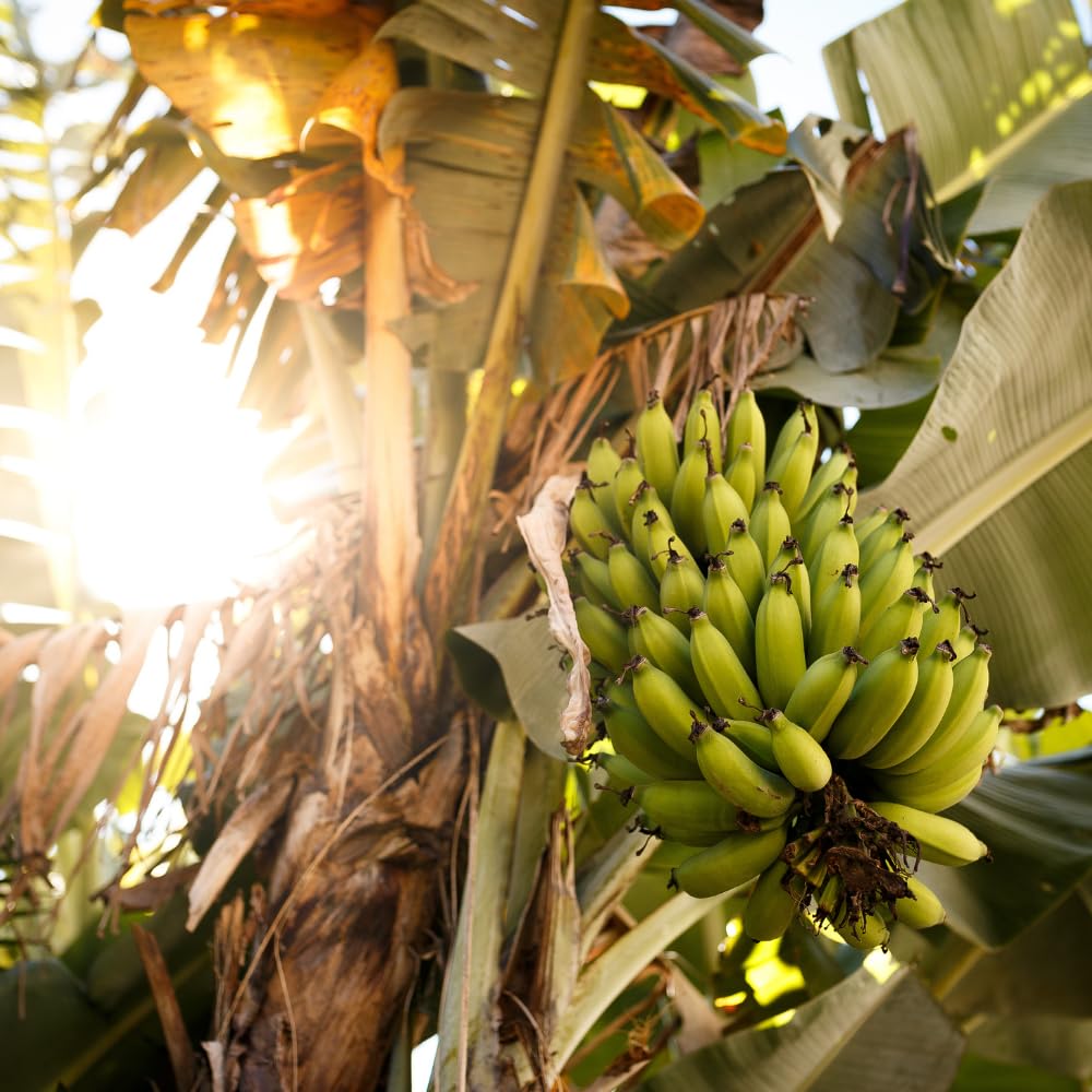 Cavendish Banana Tree Live Plant, Dwarf Banana Fruit Plant Well Rooted, 5 to 7 Inch Tall, No Pot
